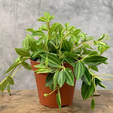 Image result for Duosperma quadrangulare