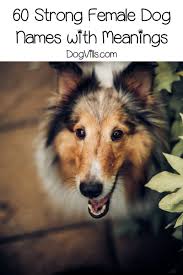 Like any other pet, a hamster can either be male or female. 60 Fiercely Strong Female Dog Names And Meanings Http Www Dogvills Com