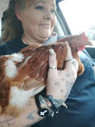 Lost Hen in Louisville, Kentucky Parking Lot