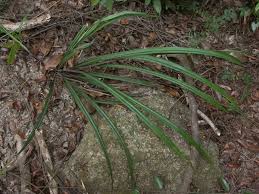 Image result for Hypolytrum