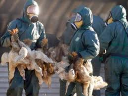 Detectan el primer caso mundial de gripe aviar h10n3 en humanos en la provincia de jiangsu. 1nfvcvlwoyprvm