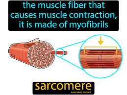 Sarcomere Easy Science Muscle Contraction Bones And Muscles Muscular System