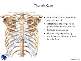 Rib cage anatomy, labeled vector illustration diagram. Thoracic Cage Anatomy Anatomy Drawing Diagram