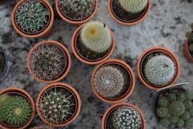 Mejora la salud del hígado el exceso de glucosa y fructosa se convierte en grasa corporal, la cual puede provocar enfermedades crónicas como diabetes e. Estas Navidades Regala Plantas Centro De Jardineria Gorbeia