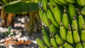 Hawaii Tropical Fruit Growers