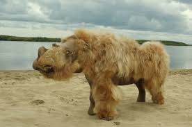 Ancient Genomes Suggest Woolly Rhinos Went Extinct Due To Climate Change Not Overhunting In 2020 Climate Change Extinction Ice Age