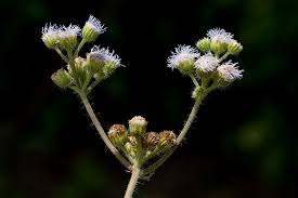 Image result for Ageratum conyzoides