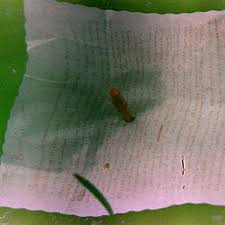 Check spelling or type a new query. Photos Police Release New Images Of Kurt Cobain Death Scene Gigwise
