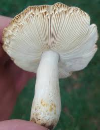 Image result for Russula foetentula