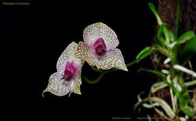 Image result for Oeceoclades saundersiana