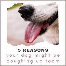 Why Is My Dog Coughing Up Foam 5 Common Causes Pethelpful