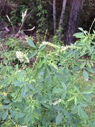 Garden Answers Plant Identification Plants Plant Identification Soil Stabilization