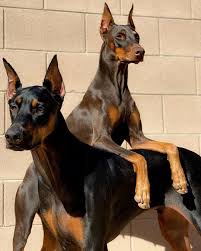 puppiesofinstagram dogsofinstagram puppy dogs puppies dog puppylove doberman pinscher dog doberman puppy cute dogs and puppies