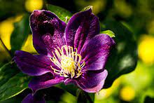 Their garden hybrids have been popular among gardeners, beginning with clematis × jackmanii, a garden standby since 1862; Clematis Wikipedia