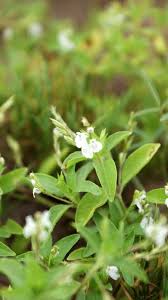 Image result for Justicia exigua