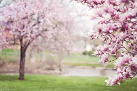 Take a look at what other native to the middle east, they bloom from january to april in the uk. The Most Popular Flowers For Spring Katherine S Florists