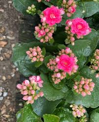 Image result for Kalanchoe calandiva
