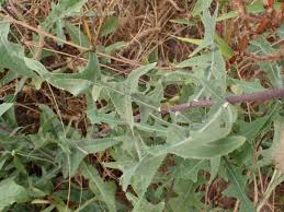Image result for Launaea violacea