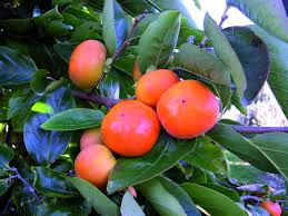 Persimmon fruit on his tree diospyros kaki, not yet ripe, the leaves are wet from the rain. Persimmons