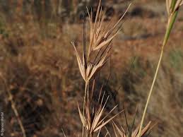 Image result for Themeda triandra