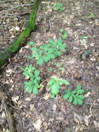 Join 95,000 garden lovers sign up for weekly gardening inspiration and design tips. Pin By Lenny Hasson On Ginseng Plant Ginseng Plant Money Plants Edible Wild Plants
