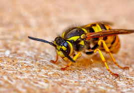 How Do Wasps Survive The Winter? - Prokill Ireland