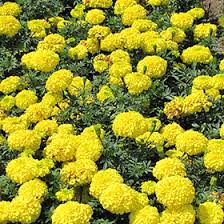 Image result for Tagetes erecta
