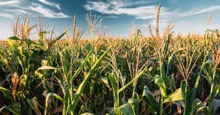 Furthermore, the first genetically modified seeds ever made are currently being used to make ingredients in about 80% of packaged foods (gasparro, 1). Pros And Cons Of Gmo Foods Health And Environment