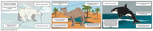 Dromedary camels have a number of adaptation mechanisms that help them to survive successfully in dry and arid climates in which there is shortage of a camel may drink more than one third of its body weight as it rehydrates. Label The Adaptation Activity Animal Adaptations