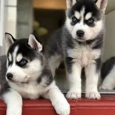 Breeders of merit are denoted by level in ascending order of: Pure B Kci And Vaccinated Siberian Husky Puppies For Sale Dogs For Sale In Ayad Rural Udaipur Click In