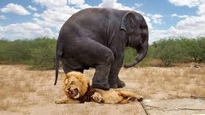 Outside cats are not only predators but they are also competitors. Top 10 Preys Who Can Defend Themselves From Predators When Prey Fights Back Prey Vs Predator Youtube