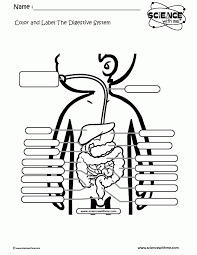 Children will love this page turning adventure, written to inspire them with a love of science! Color Label The Digestive System Worksheet For Kids Science Coloring Home