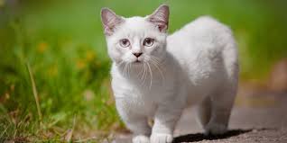 Menampilkan 2 kucing munchkin dari berbagai forum jual beli. Stand Out Dengan Bulu Putih Bersih 5 Ras Kucing Ini Justru Alami Gangguan Kesehatan Merdeka Com