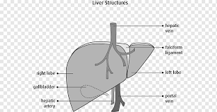 Feb 11, 2020 · @alwaysclau: Lobes Of Liver Human Anatomy Gallbladder Body Muscle Anatomy Therapy Angle Text Hand Png Pngwing