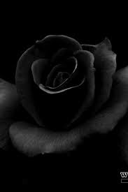 Rose gold iphone wallpaper collection | preppy wallpapers. 26 Black Rose Iphone Wallpapers Wallpaperboat