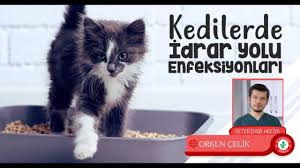 Kedilerde Idrar Yolu Enfeksiyonu Nedir Belirtileri Ve Tedavisi Veteriner Hekim Orkun Celik Youtube