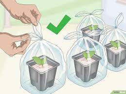 How To Propagate African Violets 13 Steps With Pictures African Violets Plants African Violets African