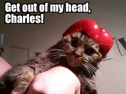 Pin By Joanna Williams On Little Friends Funny Marvel Memes Marvel Memes Funny Animal Pictures