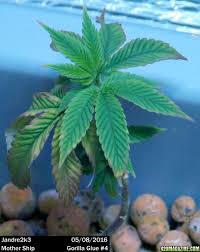 Jandre2k3s Strain Info Only Gorilla Glue 4 Veg Cycle For Cloning Page 3 420 Magazine