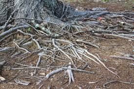 Spotting Danger: How to Identify & Assess Hazard Trees - Alabama  Cooperative Extension System