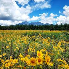 Field of yellow flowers near me. This Beautiful And Sunshine Y Flower Field In Arizona Will Make You Feel Beautiful