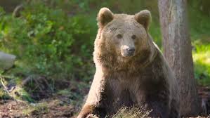 نتیجه جستجوی لغت [bears] در گوگل