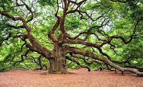 The parable of the tree and its fruit (also called the trees and their fruit citation needed) is a parable of jesus which appears in two similar passages in the new testament, in the sermon on the mount in matthew's gospel and the sermon on the plain in luke's gospel. Oak Tree Meaning And Symbolism