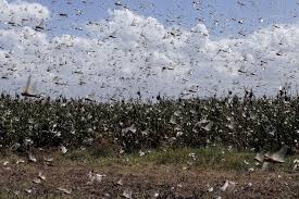 What's going on with grasshoppers and farmers in the West?