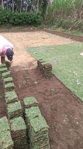 Harga jual rumput jepang di surabaya , beli rumput jepang area surabaya. Jual Rumput Jepang Murah Di Surabaya Gresik Dan Sidoarjo Garden Style