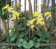 Image result for Farfugium japonicum