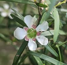 Image result for Leptospermum petersonii