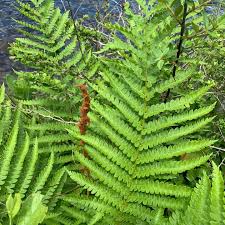 Image result for Fern Green 1952 Chrysler