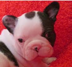 The muzzle is broad and deep the french bulldog originated in 19th century nottingham, england, where lace makers decided to make a smaller, miniature, lap version of the. Akc French Bulldog For Sale In Tacoma Washington Classified Americanlisted Com