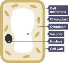 Blank animal cell diagram to label human body anatomy. Definition Of Homeostasis Bbc Bitesize Definitoin